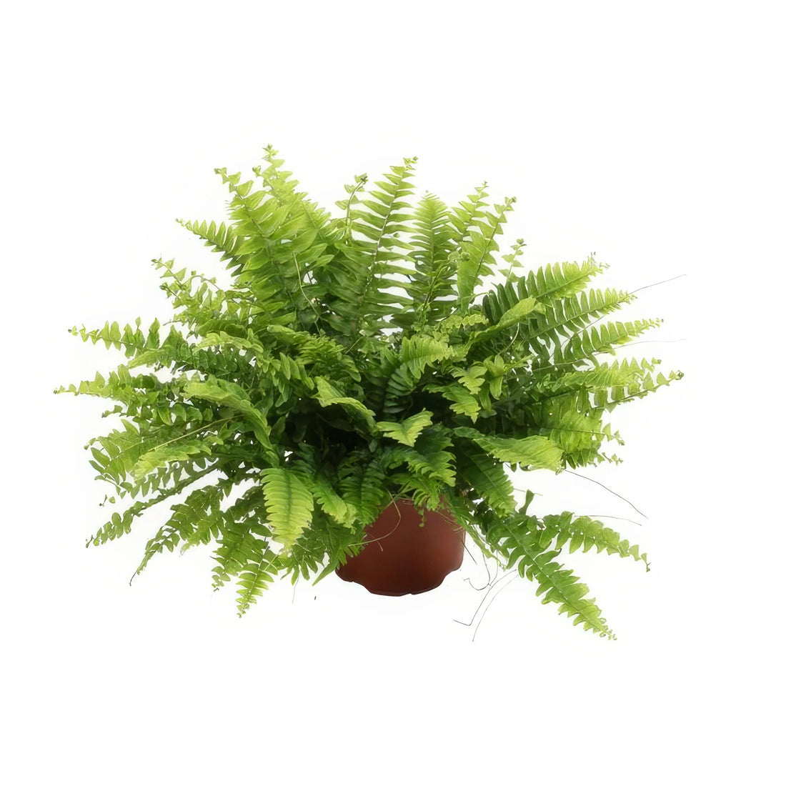 Schwertfarn Nephrolepis exaltata 'Boston Green Moment', Ø12cm, ↕20cm, haustierfreundlich, ideal für Katzen und Hunde.