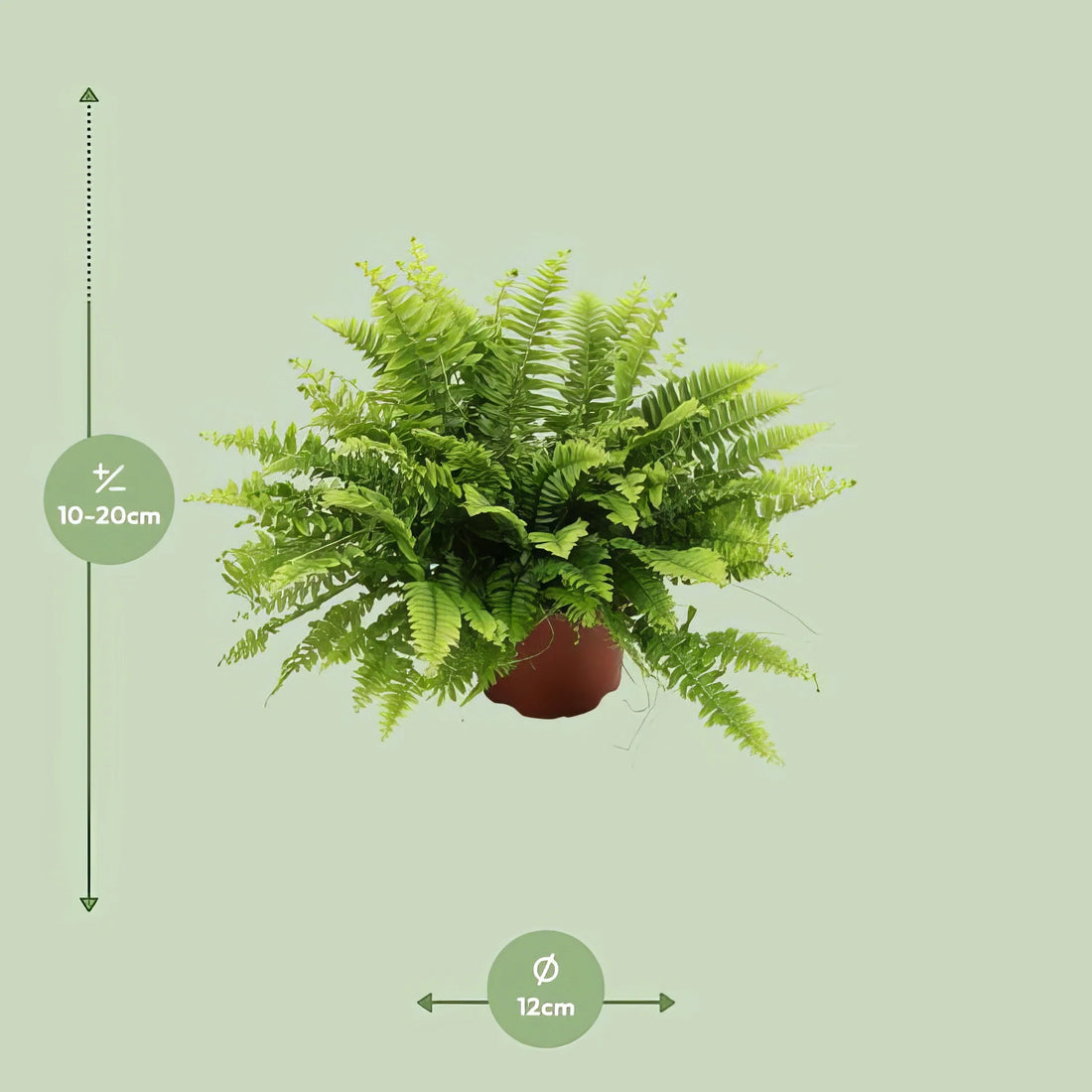 Schwertfarn Nephrolepis exaltata 'Boston Green Moment', Ø12cm, ↕20cm, haustierfreundlich, ideal für Katzen und Hunde.