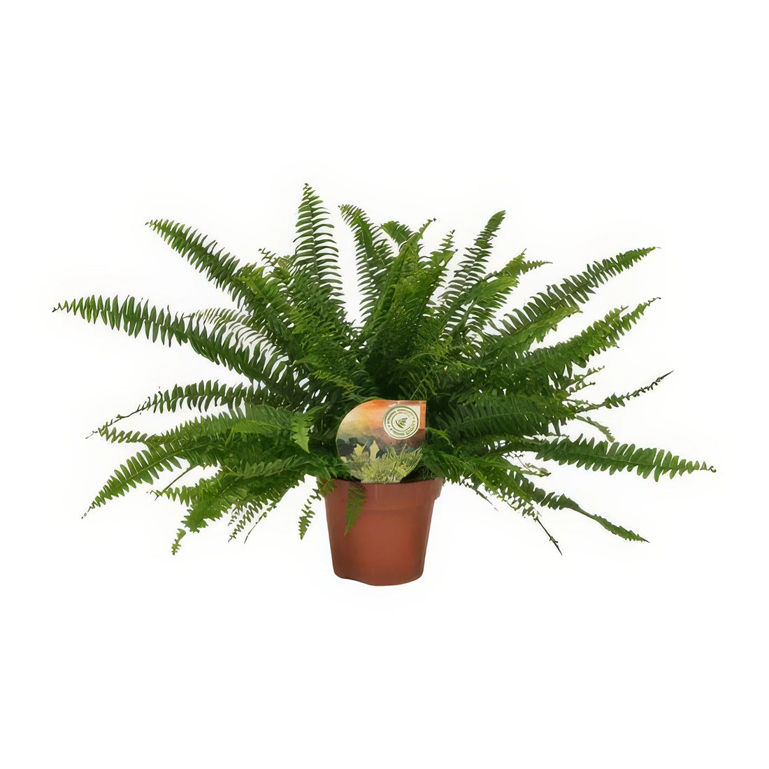 Schwertfarn (Nephrolepis exaltata 'Green Lady') im Ø17cm Topf, haustierfreundlich, ideal für Katzen und Hunde, Höhe 40cm.