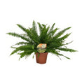 Schwertfarn (Nephrolepis exaltata 'Green Lady') im Ø17cm Topf, haustierfreundlich, ideal für Katzen und Hunde, Höhe 40cm.