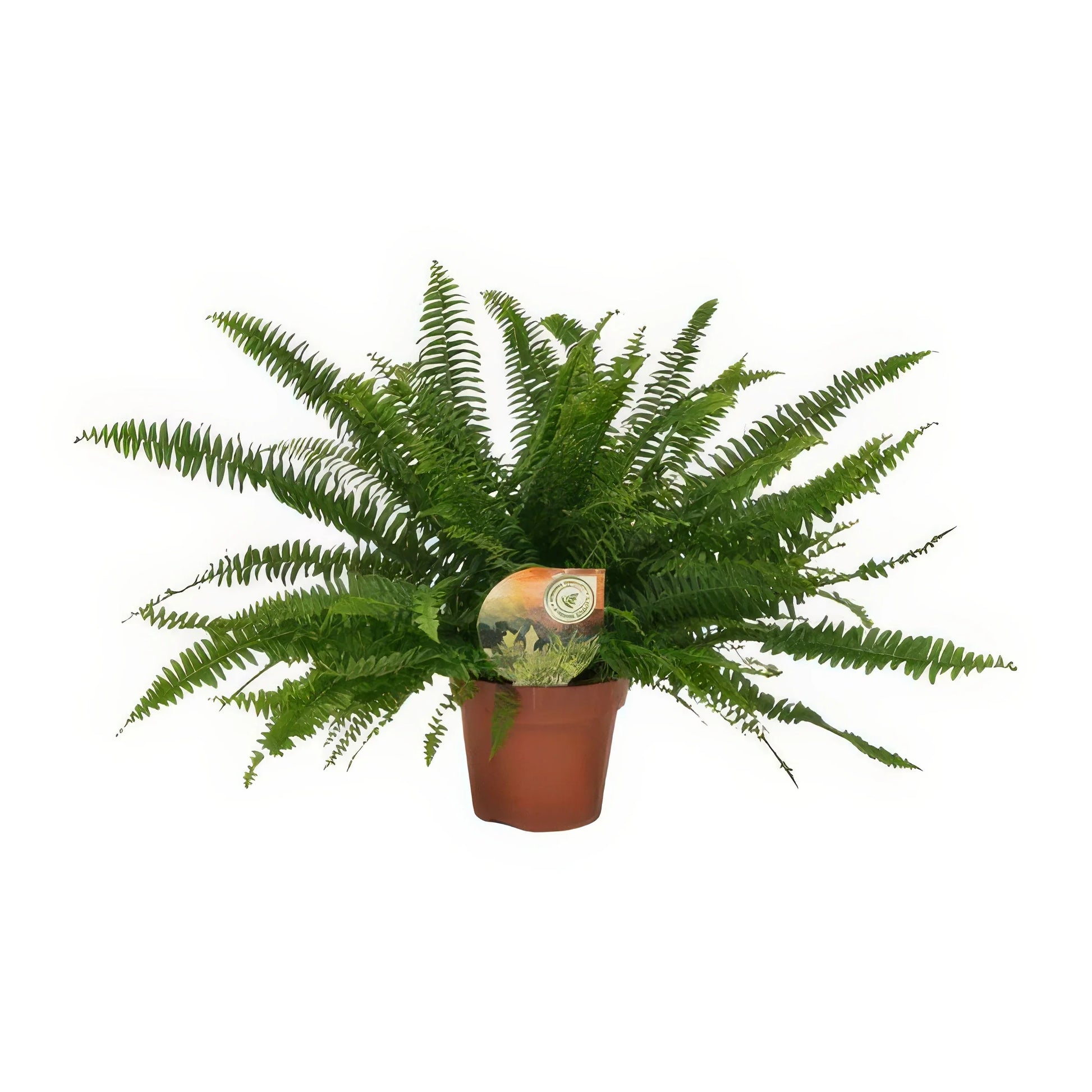 Schwertfarn (Nephrolepis exaltata 'Green Lady') im Ø17cm Topf, haustierfreundlich, ideal für Katzen und Hunde, Höhe 40cm.