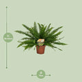 Schwertfarn Nephrolepis exaltata 'Green Lady' Ø17cm in stilvollem Topf, haustierfreundlich, ideal für Katzen- und Hundehausha
