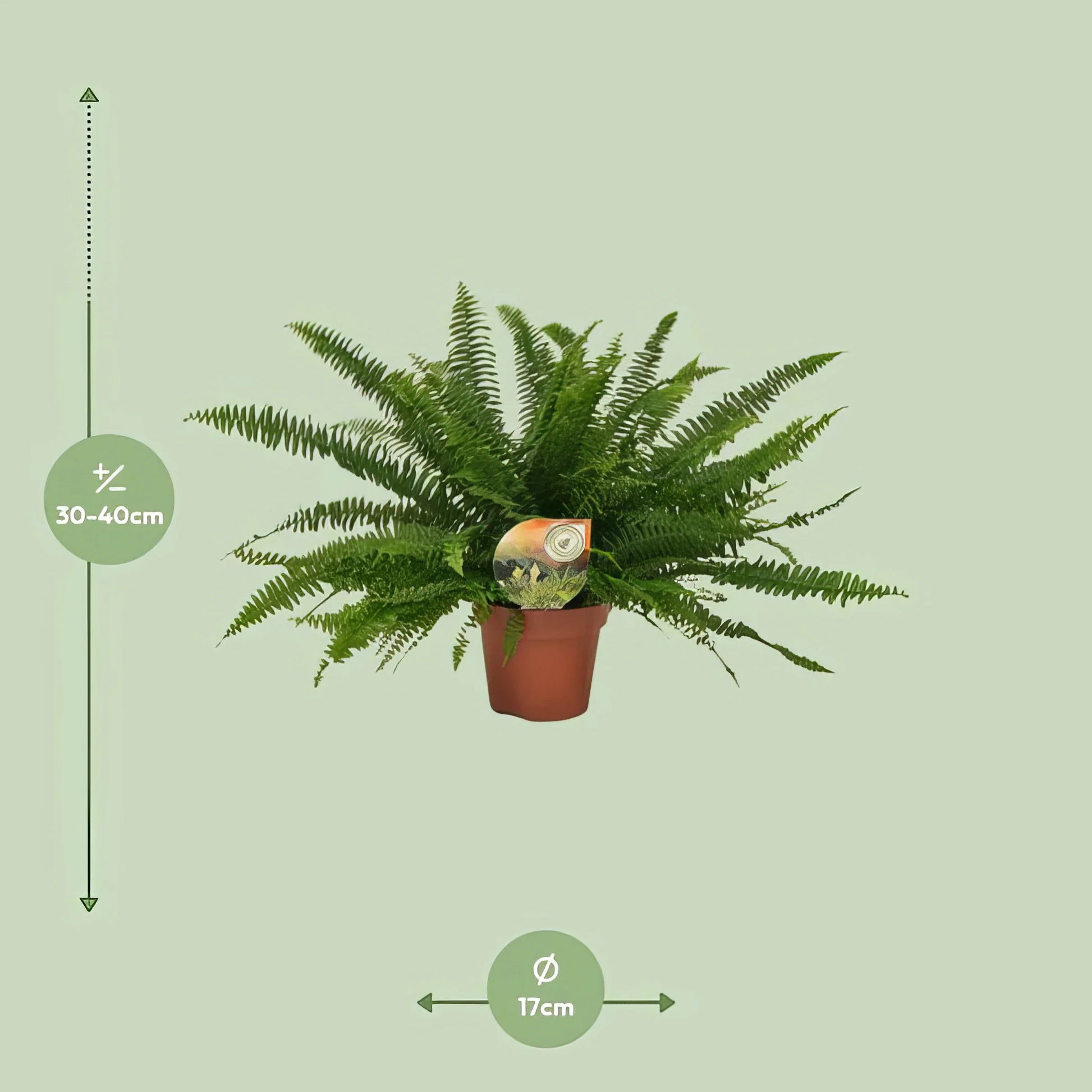 Schwertfarn Nephrolepis exaltata 'Green Lady' Ø17cm in stilvollem Topf, haustierfreundlich, ideal für Katzen- und Hundehausha