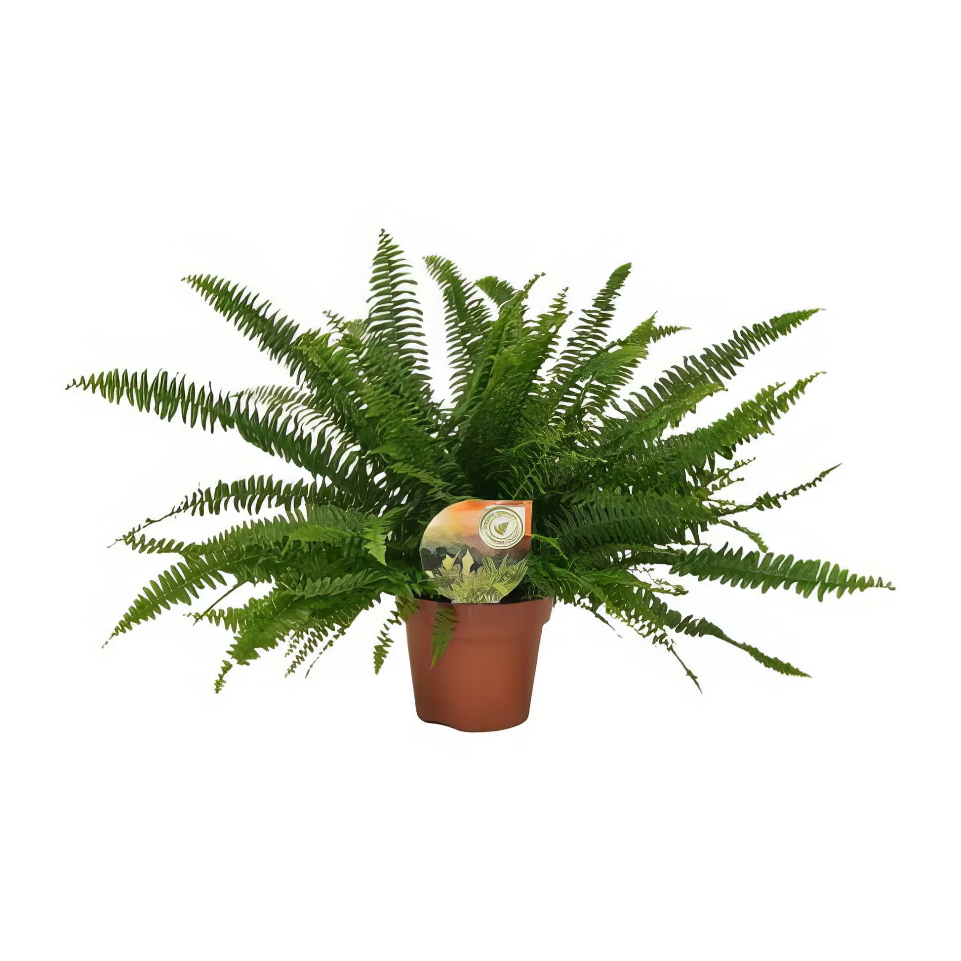 Schwertfarn 'Green Lady' in klassischem Topf, haustierfreundlich, ideal für Katzen und Hunde, Ø17cm, Höhe 40cm.