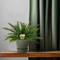 Schwertfarn Nephrolepis exaltata 'Green Lady', Ø17cm, ↕40cm, haustierfreundlich, ungiftig für Katzen und Hunde, moderner Topf