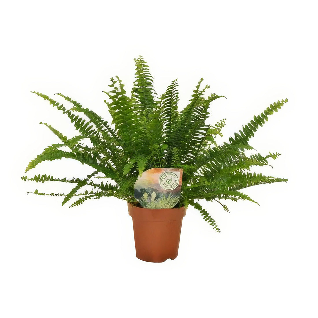 Schwertfarn Nephrolepis 'Green Lady' in 12cm Topf, 30cm hoch, ideal für Haustiere, da ungiftig für Katzen und Hunde.