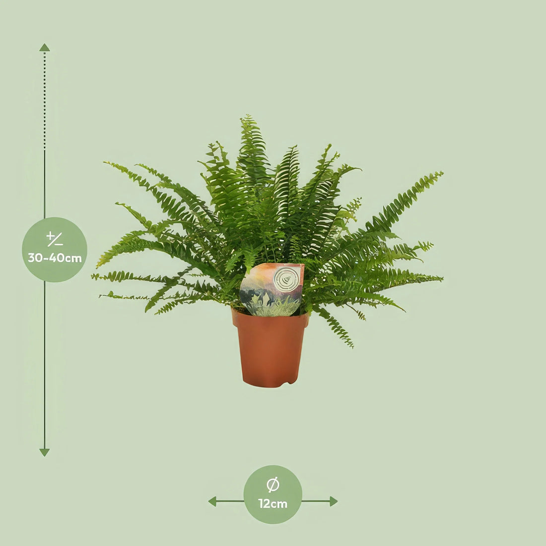 Schwertfarn Nephrolepis 'Green Lady' in 12cm Topf, 30cm hoch, ideal für Haustiere, da ungiftig für Katzen und Hunde.