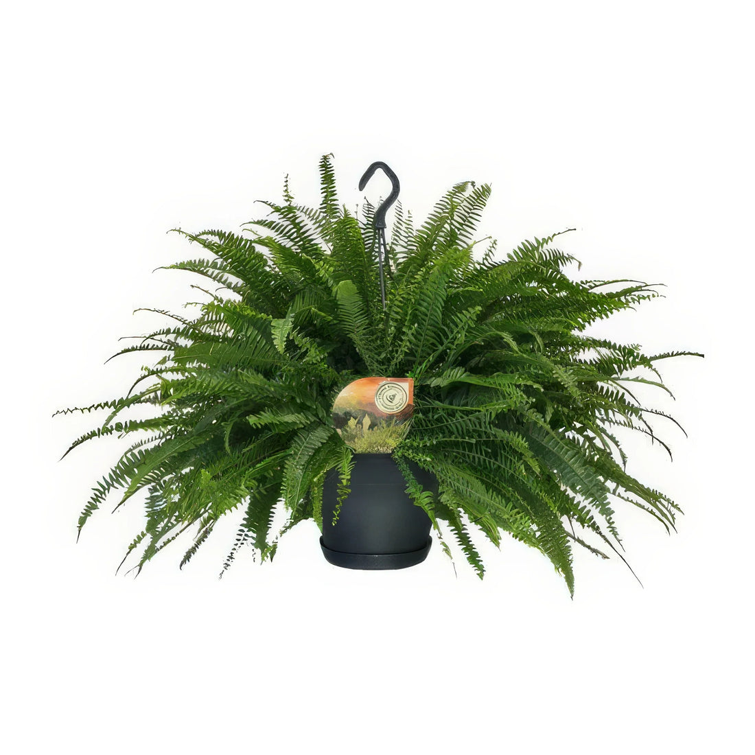 Schwertfarn Nephrolepis 'Green Lady', Ø20cm Topf, 60cm hoch, haustierfreundlich, ideal für Katzen- und Hundehaushalte.