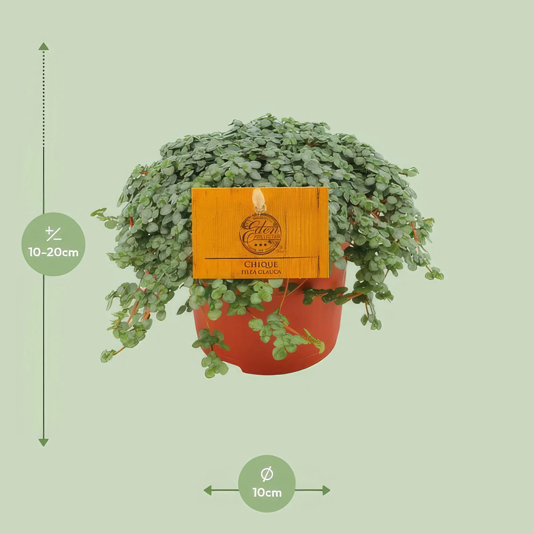 Silber-Kanonierblume (Pilea Glauca) im 11cm-Topf, haustierfreundlich und ideal für Katzen- und Hundebesitzer.