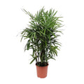 Steckenpalme Rhapis Excelsa, haustierfreundlich, in klassischem Topf Ø27cm, Höhe 120cm, sicher für Katzen und Hunde.