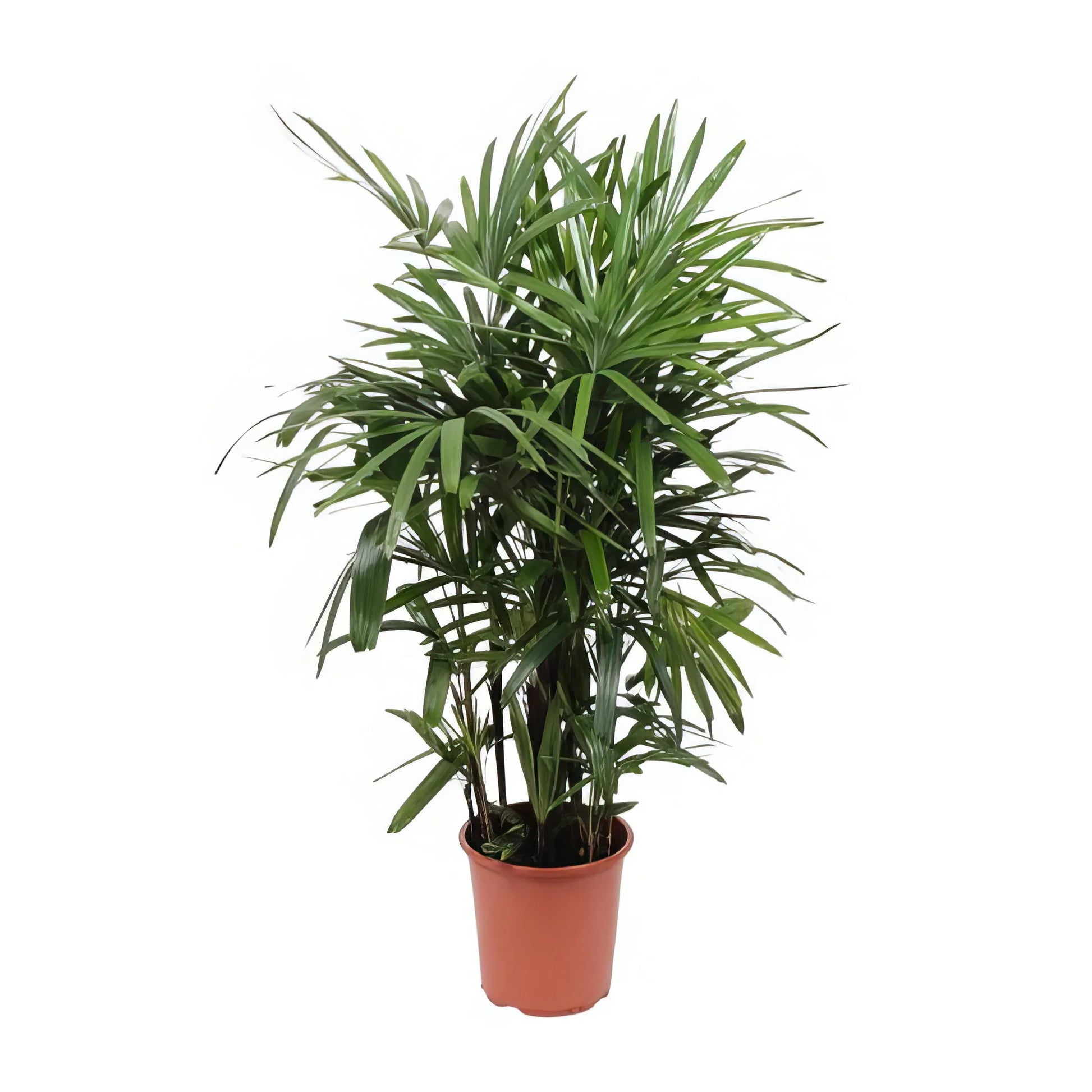 Steckenpalme Rhapis Excelsa, haustierfreundlich, in klassischem Topf Ø27cm, Höhe 120cm, sicher für Katzen und Hunde.