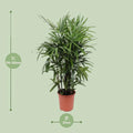 Steckenpalme (Rhapis Excelsa) in stilvollem Topf, haustierfreundlich, ideal für Katzen und Hunde, H120cm, Ø27cm.