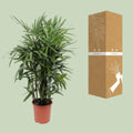 Steckenpalme/Bambuspalme Rhapis Excelsa in modernem Ø27cm Topf, 120cm hoch, haustierfreundlich für Katzen und Hunde.