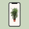 Steckenpalme/Bambuspalme (Rhapis Excelsa) im Topf Ø27cm, Höhe 120cm, haustierfreundlich, ideal für Katzen und Hunde.