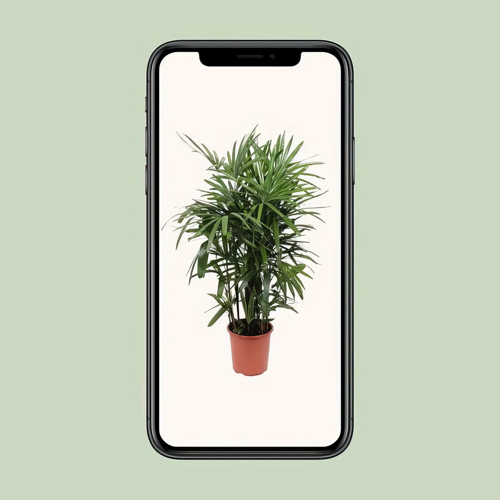 Steckenpalme/Bambuspalme (Rhapis Excelsa) im Topf Ø27cm, Höhe 120cm, haustierfreundlich, ideal für Katzen und Hunde.