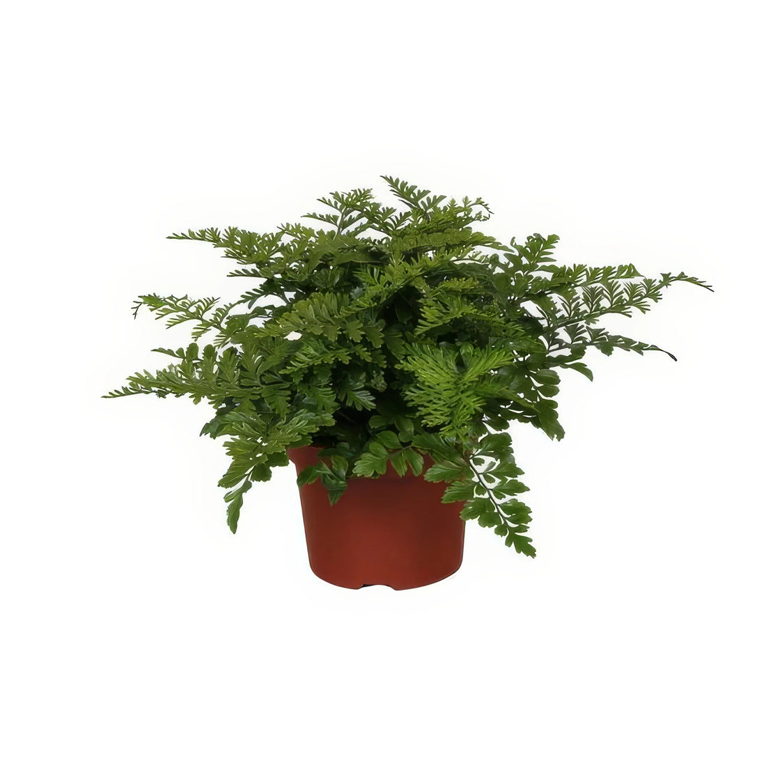 Streifenfarn 'Parvati' im 12cm Topf, 25cm hoch, haustierfreundlich, für Katzen und Hunde geeignet, ideal für stilvolle Räume.