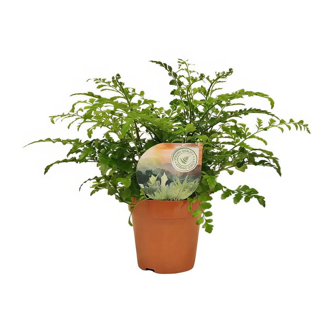 Streifenfarn 'Parvati' in modernem Topf, haustierfreundlich, ideal für Katzen und Hunde, Ø12cm, Höhe 35cm.