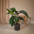 Pfauenpflanze (Calathea Warscewiczii) in einem modernen Topf, mit samtigen dunkelgrünen Blättern und violetter Unterseite.