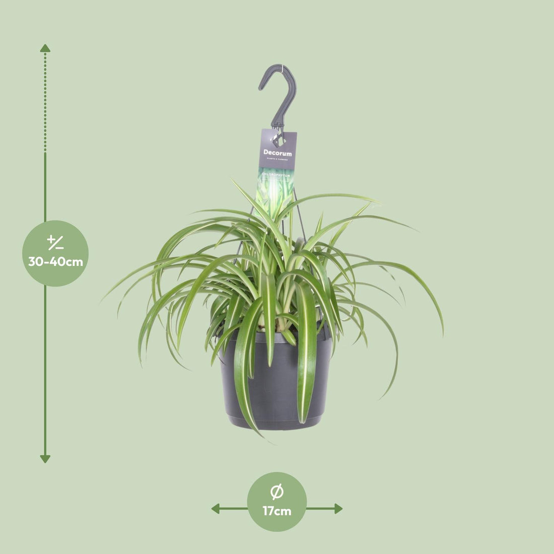 Grünlilie (Chlorophytum Comosum Bonnie) - Ø17cm - ↕35cm