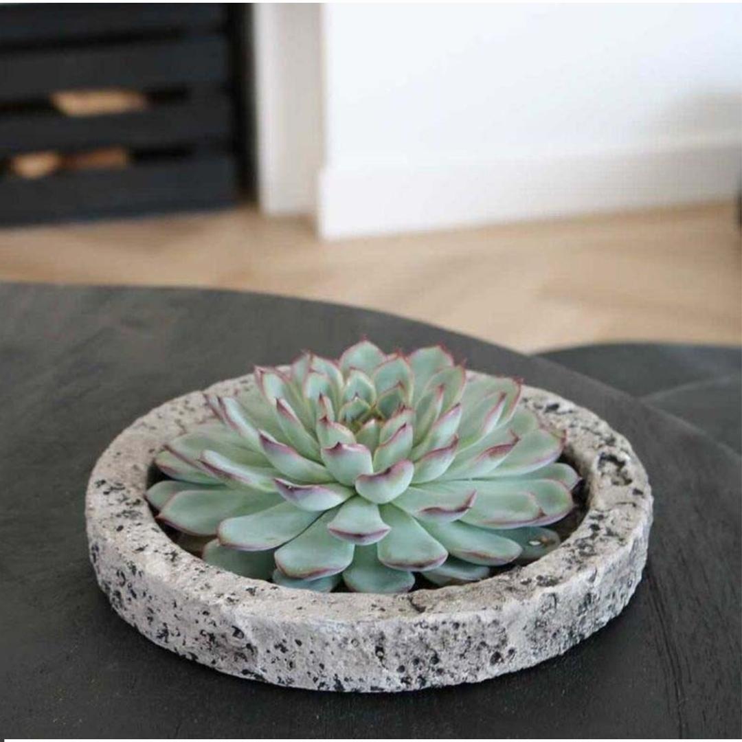 Sukkulente (ROOTLESS Echeveria Lilacina) in Schale 'Concrete' Ø20 cm - ↕5 cm