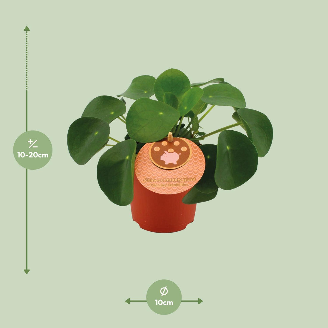 Chinesischer Geldbaum (Pilea Peperomioides) - Ø11cm - ↕15cm