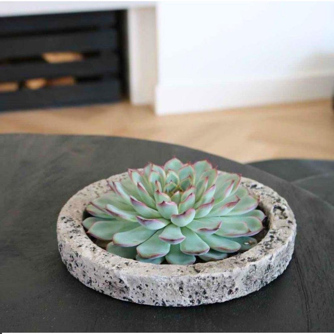 Sukkulente (ROOTLESS Echeveria Pulidonis) in Schale 'Concrete' - Ø20 cm - ↕5 cm