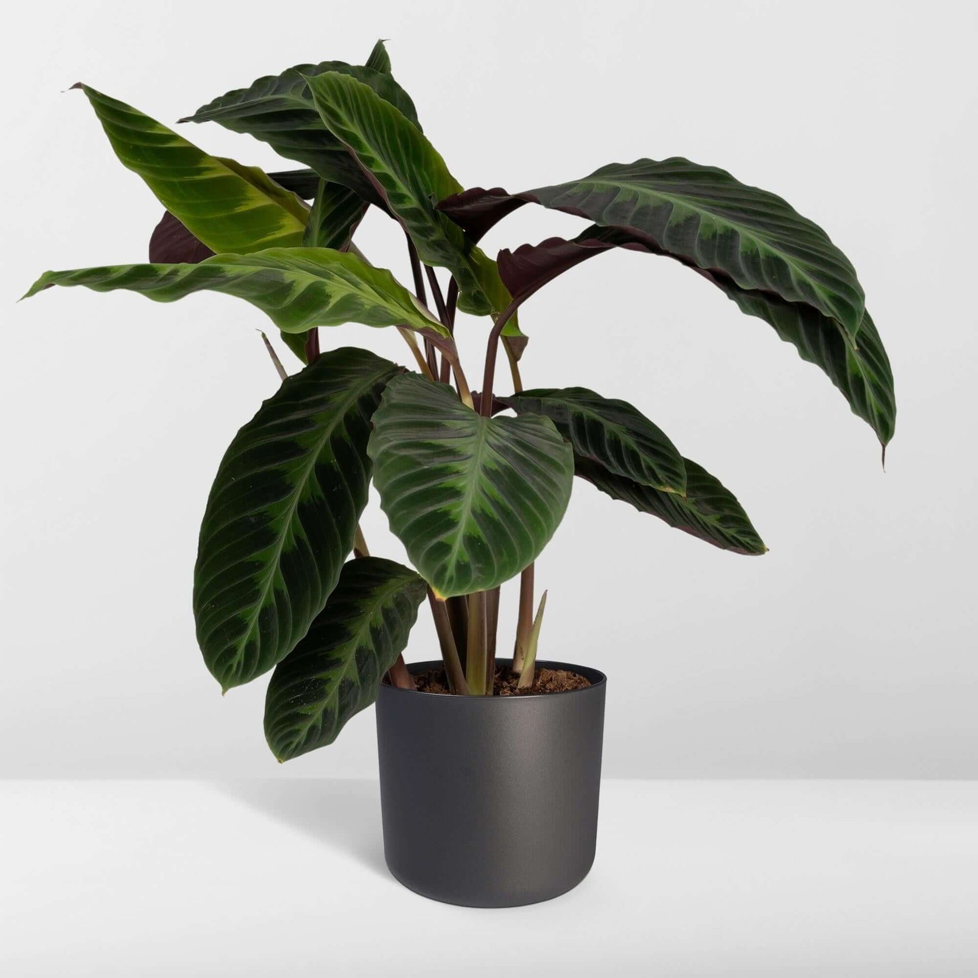 Calathea Warscewiczii (Pfauenpflanze) in einem modernem Topf, mit samtigen grünen Blättern und violetter Unterseite.