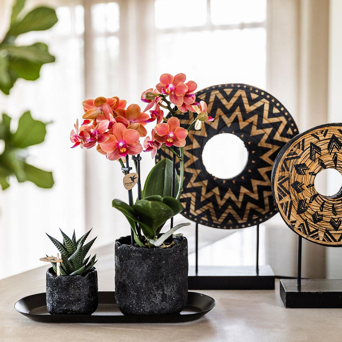 Orchideen-Set Orange mit Sukkulente (Phalaenopsis ‘Bolzano’ & Haworthia fasciata) – Ø9cm - ↕35–40cm + schwarze Keramiktöpfe auf Tablett