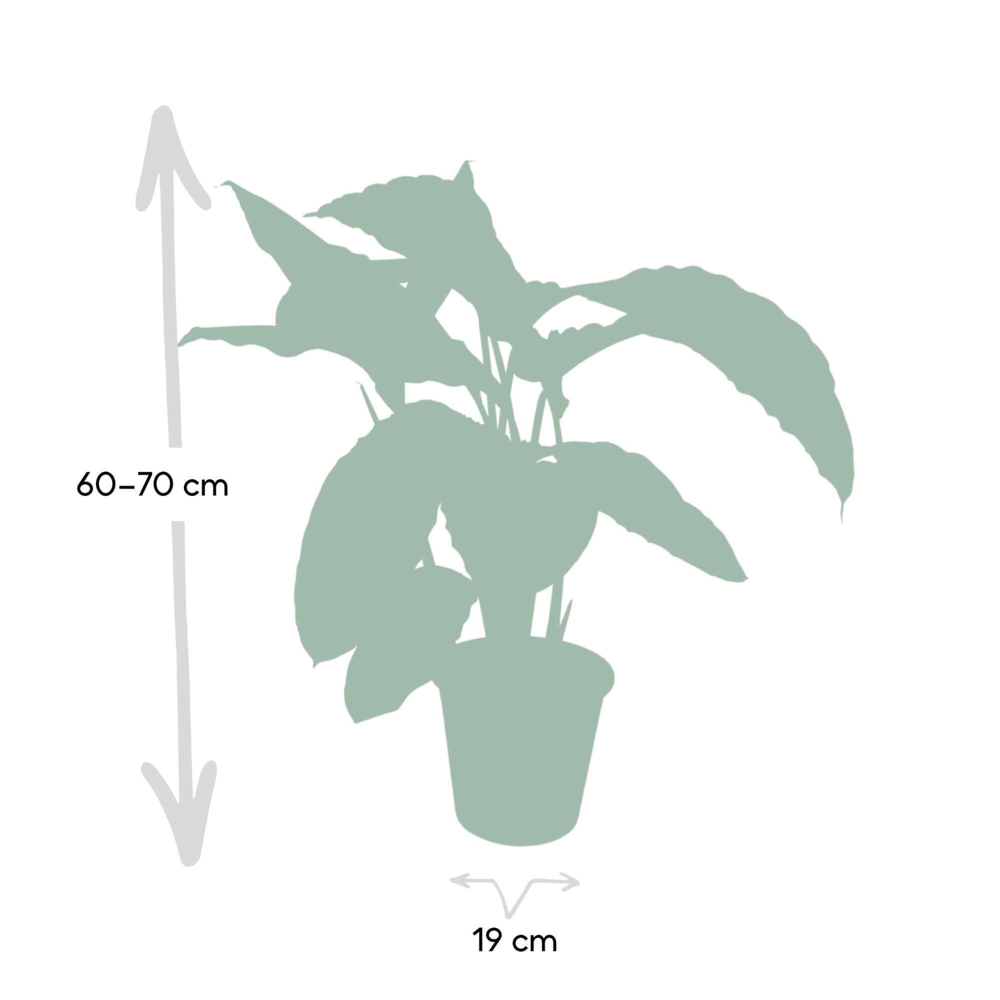 Calathea Warscewiczii plant in a pot, dimensions 60-70cm height and 19cm width, featuring dark green leaves with light patterns.