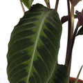 Detailaufnahme des Blattes der Calathea Warscewiczii mit dunkelgrünem, gemustertem Blattwerk.