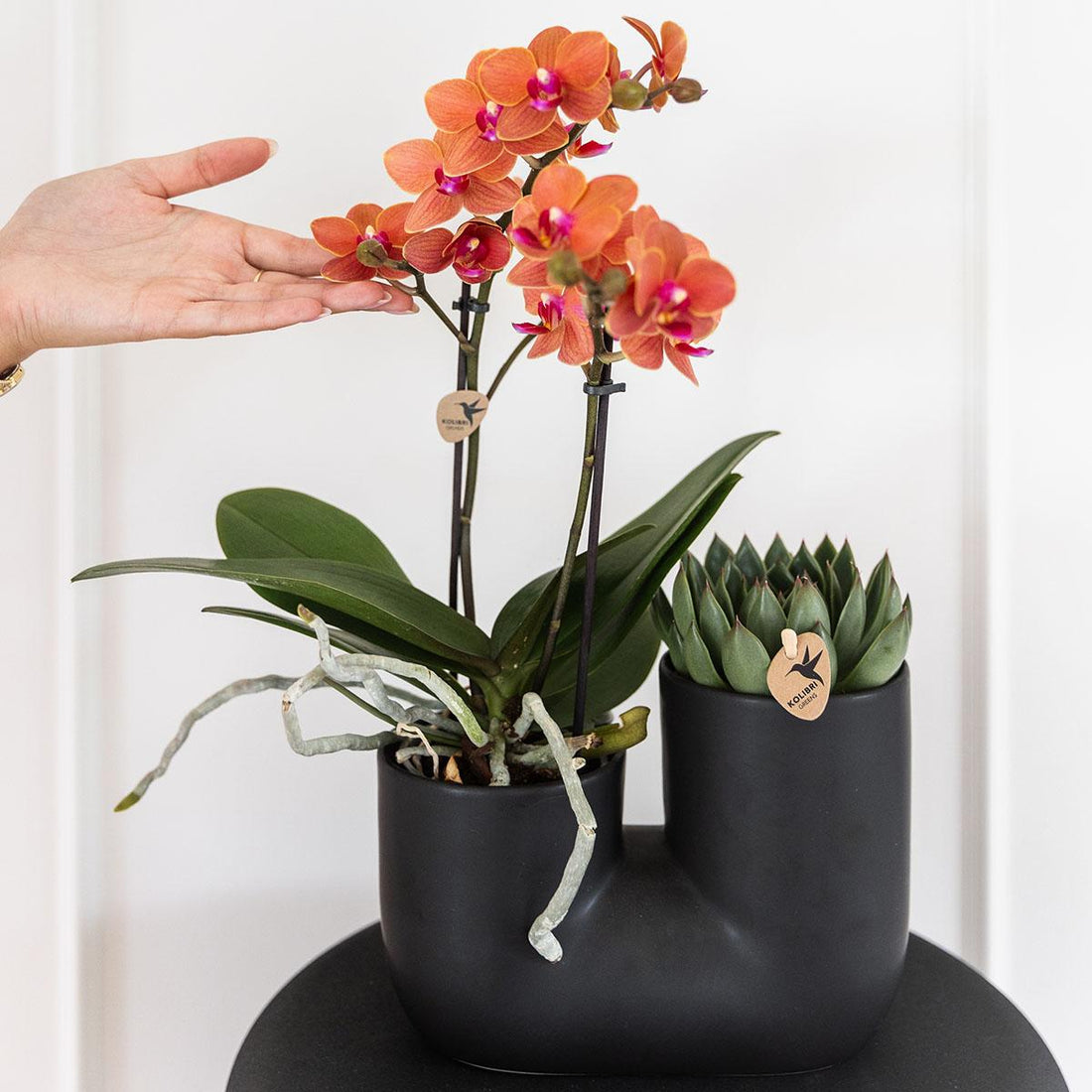 Orchideen-Set Orange mit Sukkulente (Phalaenopsis ‘Bolzano’ & Haworthia) – Ø9cm - ↕30–35cm + schwarzer Röhrentopf