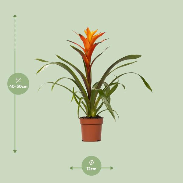 Bromelie (Guzmania 'Variada') - Ø12 ↕50cm