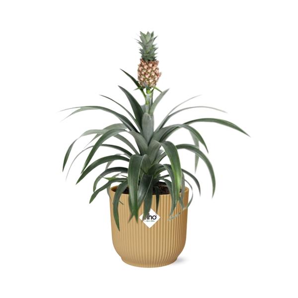 Bromelia Ananas-Pflanze (Ananas comosus 'Mi Amigo') - Ø14cm - ↕30-40cm + Übertopf ELHO Vibes Fold 14cm Gelb