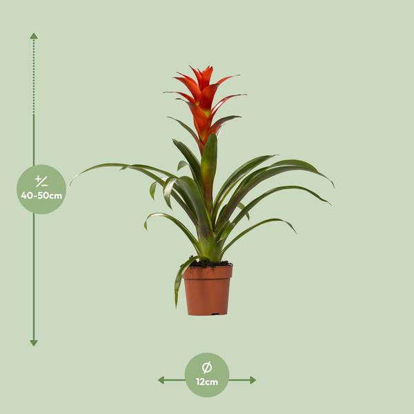 Bromelie (Guzmania Ostara) - Ø12cm - ↕45cm