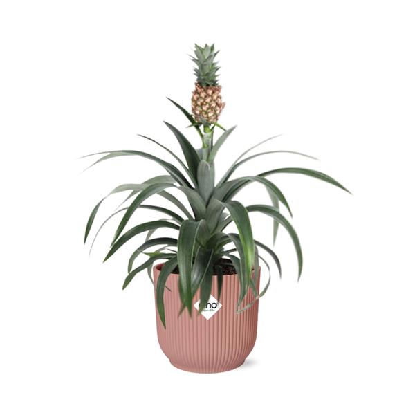 Bromelie Ananas-Pflanze (Ananas 'Mi Amigo') - Ø14cm - ↕30-40cm + Übertopf ELHO Vibes Fold 14cm Rosa