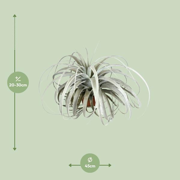 Königin der Luftpflanzen (Tillandsia Xerographica) - Ø45cm - ↕30cm