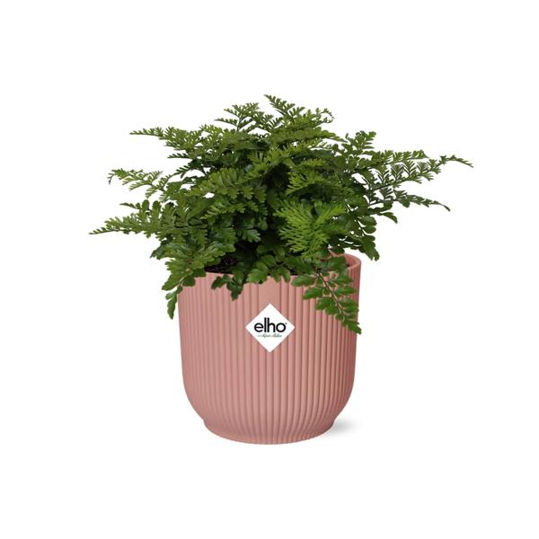 Wellen-Nestfarn (Asplenium 'Parvati') Ø14cm ↕10-20cm +Übertopf ELHO Vibes Fold 14cm - Rose