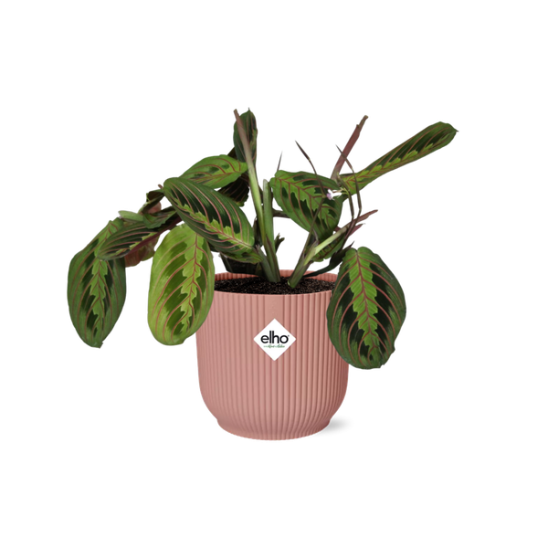 Maranta