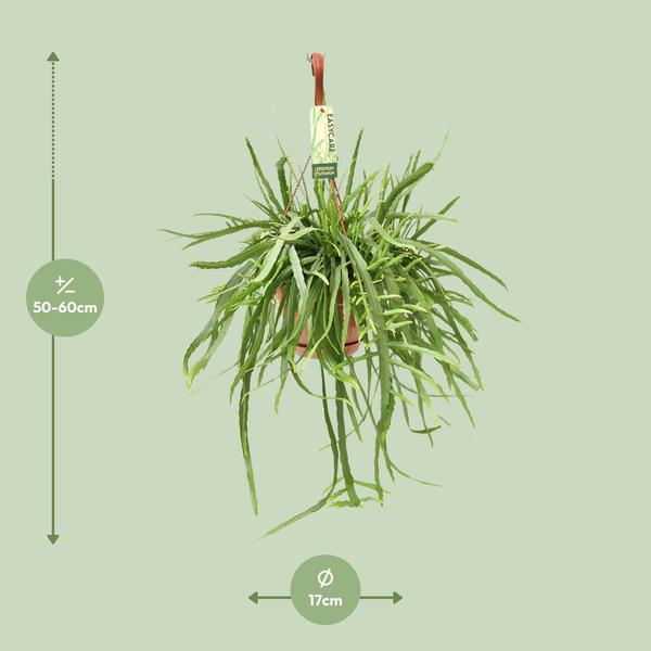 Bolivianischer Rutenkaktus (Lepismium Bolivianum) - Ø17cm ↕55cm