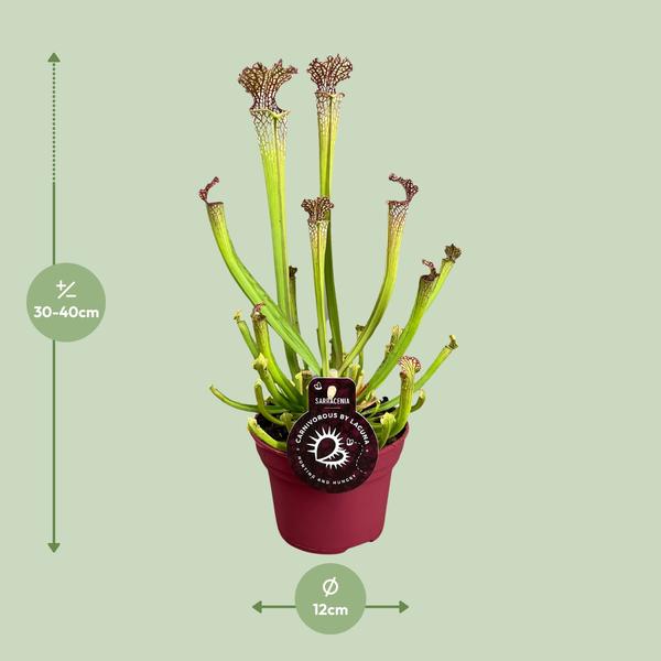 Schlauchpflanze (Sarracenia 'Farnhamii') - Ø12cm - ↕40cm