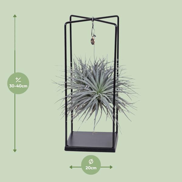 Tillandsia ionantha 'Abdita' im dekorativen Ständer – Ø20cm ↕20cm