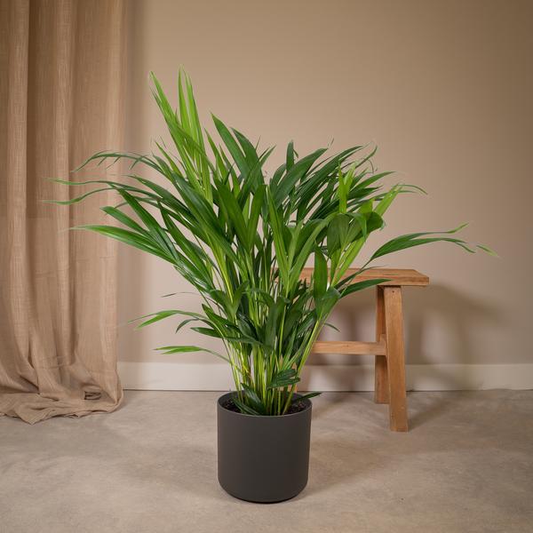 Goldfruchtpalme  / Areca-Palme (Dypsis lutescens) - Ø17cm - ↕60cm