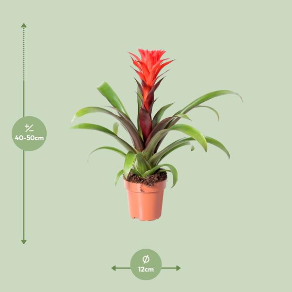 Bromelie (Guzmania 'Rockyflower Hope') - Ø12cm - ↕43cm