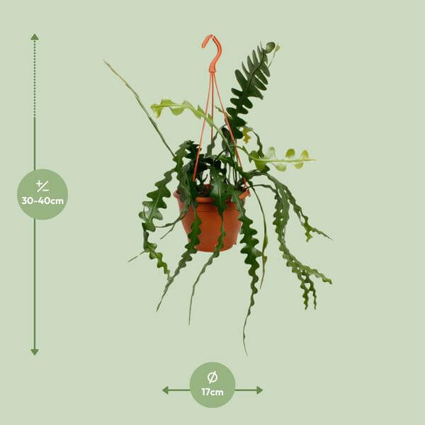 Fischgrätenkaktus (Epiphyllum Anguliger) - Ø17cm - ↕35cm