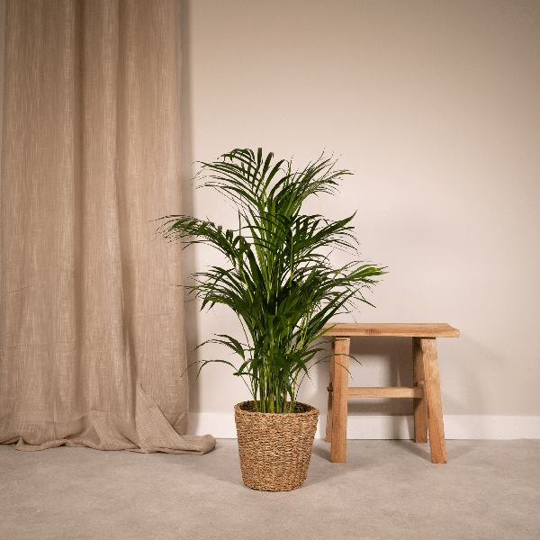 Goldfruchtpalme / Areca-Palme (Dypsis lutescens) - Ø19cm - ↕85cm