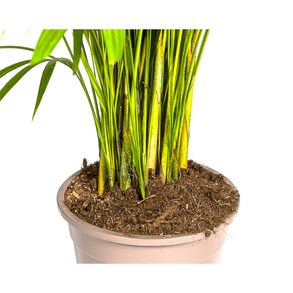 Goldfruchtpalme / Areca-Palme (Dypsis Lutescens) Ø27cm - ↕150 - 170m