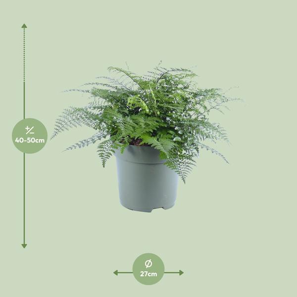 Wellen-Nestfarn (Asplenium Parvati) - Ø27cm - ↕50cm