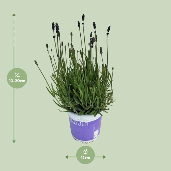 Lavendel 'Hidcote Blue' (Lavandula angustifolia 'Hidcote Blue') - Ø12cm - ↕20cm