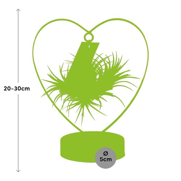 Tillandsia Ionantha 'Silver' im dekorativen Herzständer – Ø10,5cm ↕23cm