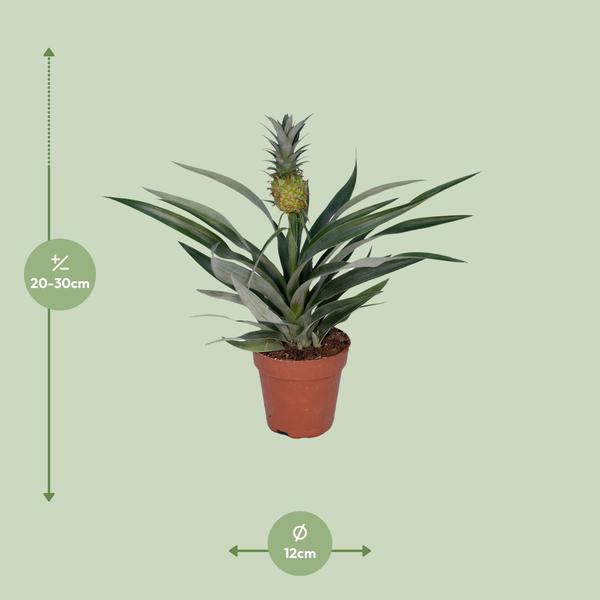 Bromelia Ananas-Pflanze (Ananas comosus) - Ø12cm - ↕30cm